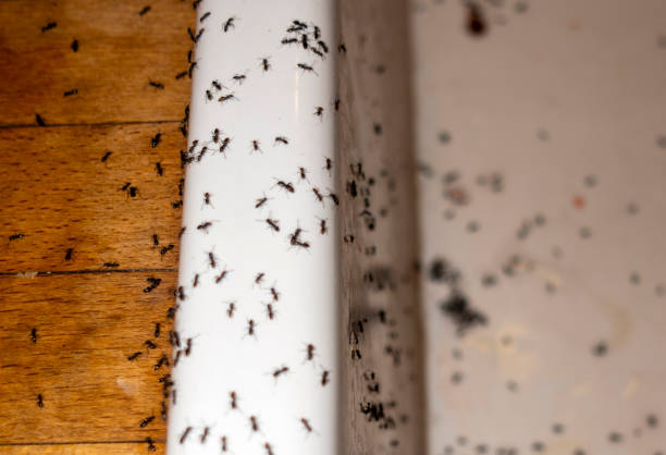 Best Pest Control for Businesses  in Johnstown, NY