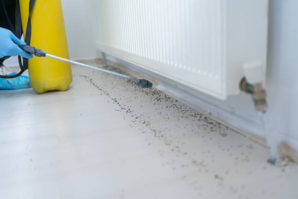 Best Pest Control Near Me  in Johnstown, NY